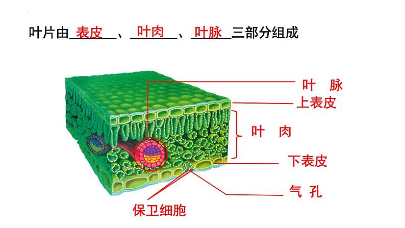 人教版七年级生物上册《绿色植物的三大生理作用》单元复习课件第5页