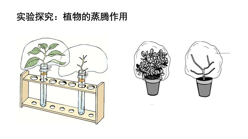 人教版七年级生物上册《绿色植物的三大生理作用》单元复习课件第6页