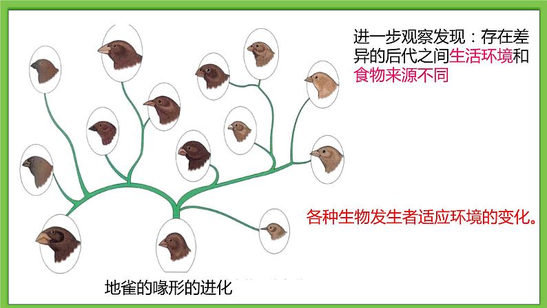 21.2.2《生命的进化》课件第7页