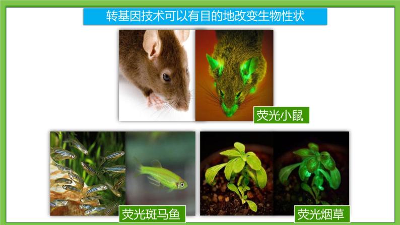 25.2《生物技术》课件05