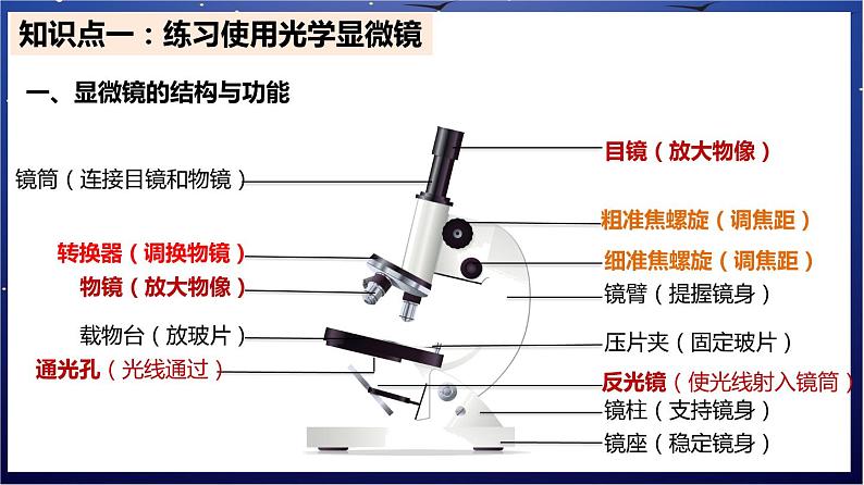 2.《生物体的结构层次》课件第2页