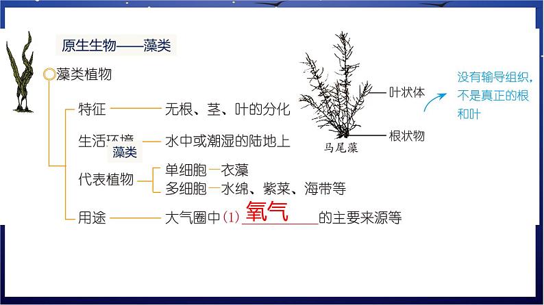 3. 《生物圈中的绿色植物》课件08