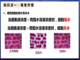 4.《绿色开花植物的生活方式》课件