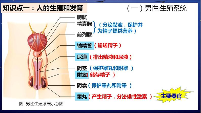 5.《人体的营养》课件第2页