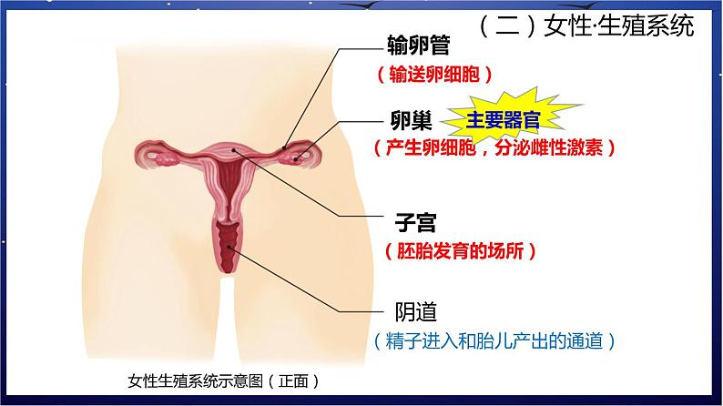 5.《人体的营养》课件第3页