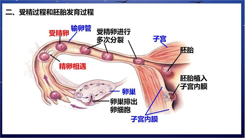 5.《人体的营养》课件第4页