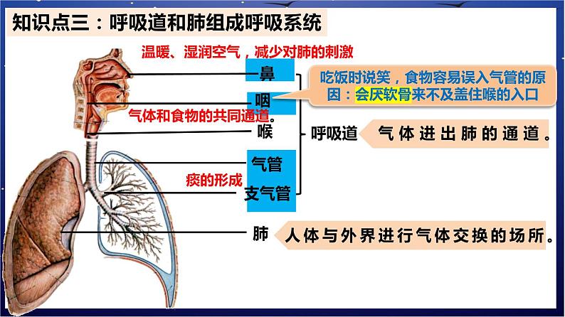 7.《人体的能量供应》课件第5页