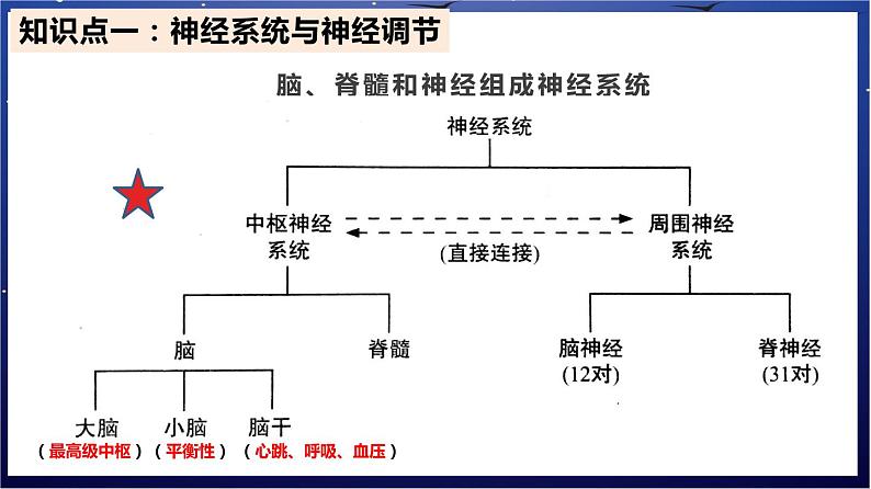 8.《人体的自我调节》课件第2页