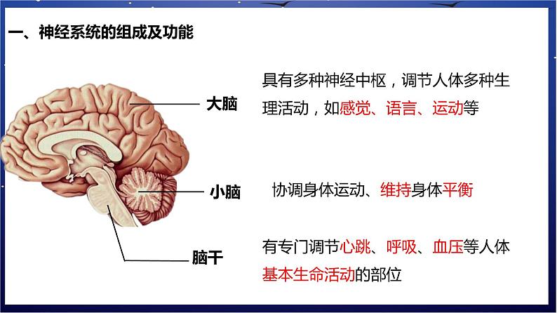 8.《人体的自我调节》课件第3页