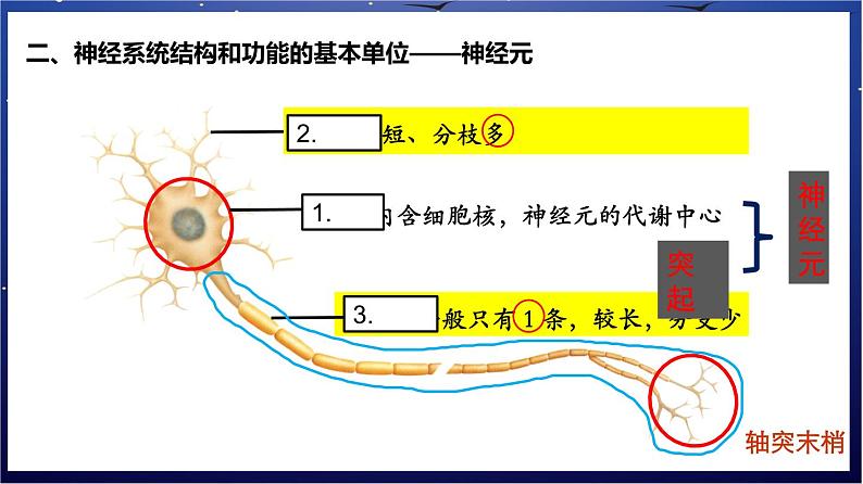 8.《人体的自我调节》课件第4页