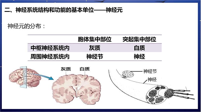 8.《人体的自我调节》课件第5页