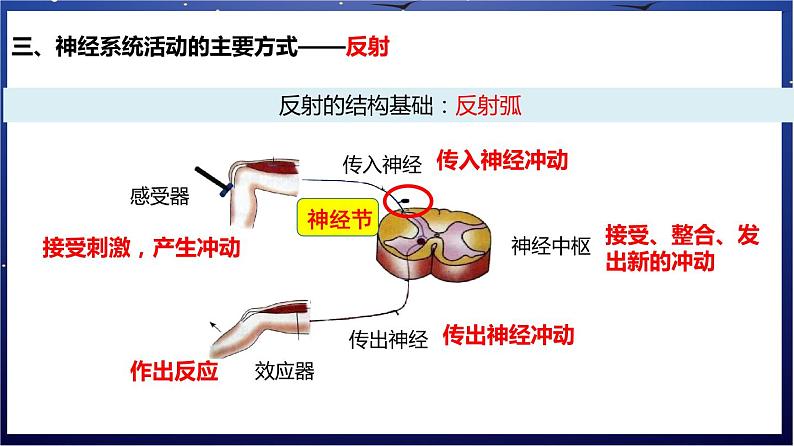 8.《人体的自我调节》课件第6页