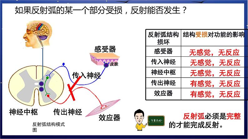 8.《人体的自我调节》课件第7页