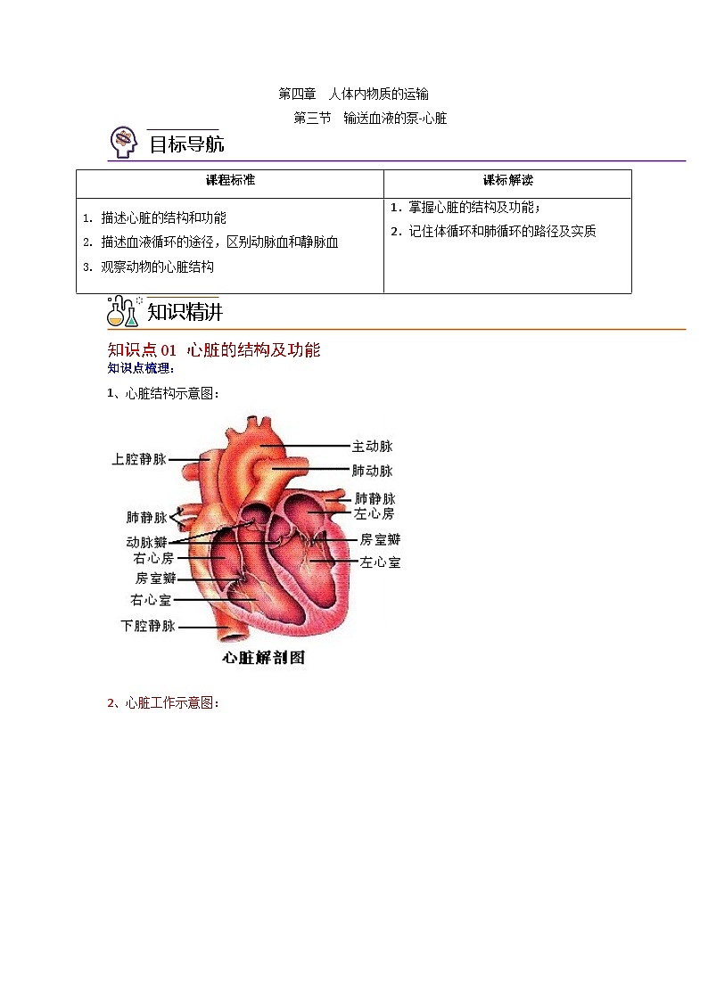 4.3 输送血液的泵——心脏（学生版）-七年级下册生物同步精品讲义（人教版 ）01