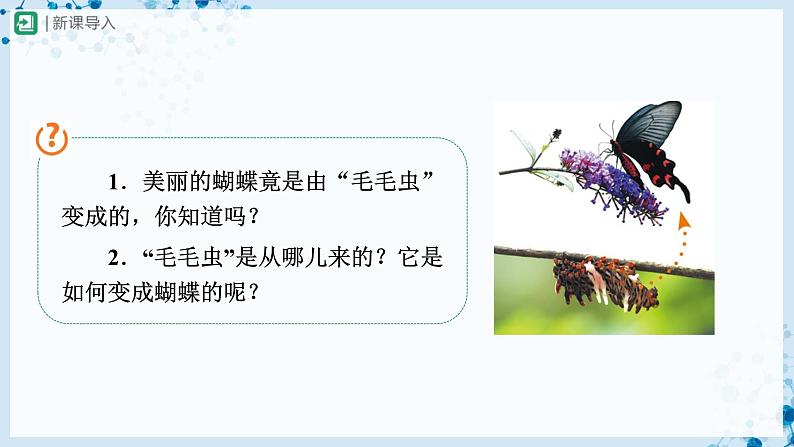 人教版八下生物  7.1.2 昆虫的生殖和发育 课件+教案+分层练习+导学案02