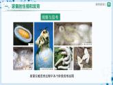 人教版八下生物  7.1.2 昆虫的生殖和发育 课件+教案+分层练习+导学案