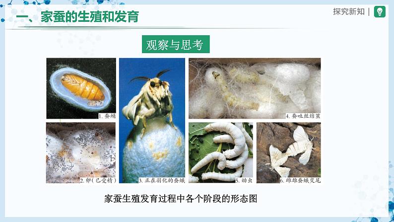 人教版八下生物  7.1.2 昆虫的生殖和发育 课件+教案+分层练习+导学案04