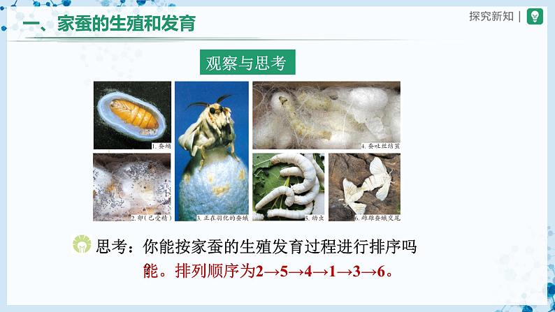 人教版八下生物  7.1.2 昆虫的生殖和发育 课件+教案+分层练习+导学案05