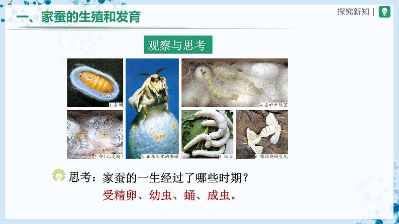 人教版八下生物  7.1.2 昆虫的生殖和发育 课件+教案+分层练习+导学案06