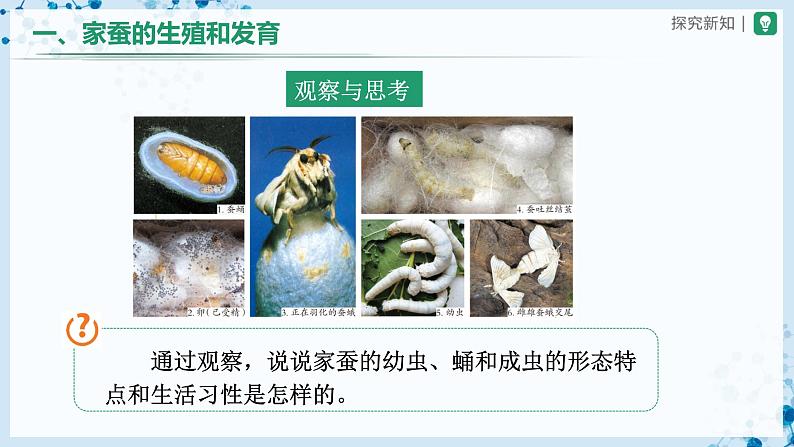 人教版八下生物  7.1.2 昆虫的生殖和发育 课件+教案+分层练习+导学案07