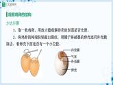 人教版八下生物  7.1.4 鸟的生殖和发育 课件+教案+分层练习+导学案