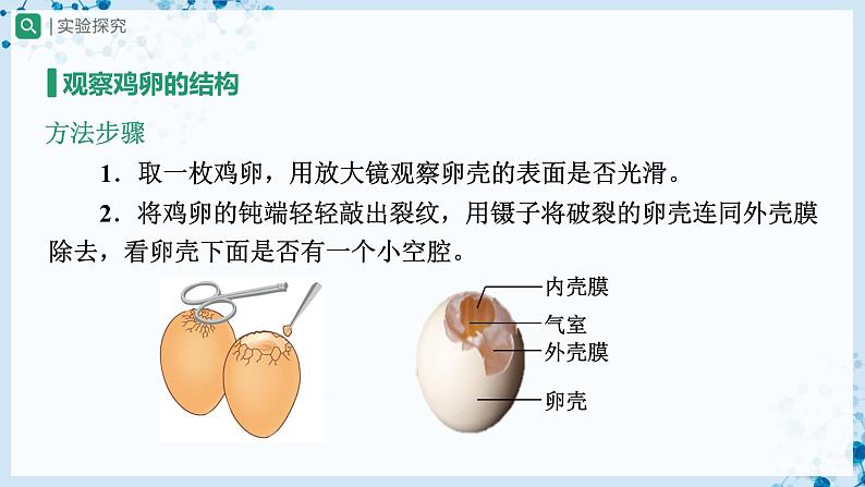 人教版八下生物  7.1.4 鸟的生殖和发育 课件+教案+分层练习+导学案05