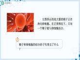 人教版八下生物  7.2.2 基因在亲子代间的传递 课件+教案+分层练习+导学案