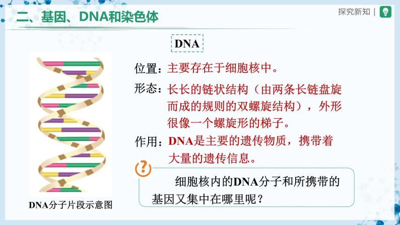 【人教版】八下生物  7.2.2 基因在亲子代间的传递（课件+教案+导学案+分层练习）05