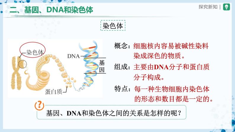 【人教版】八下生物  7.2.2 基因在亲子代间的传递（课件+教案+导学案+分层练习）06