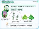 人教版八下生物  7.2.3 基因的显性和隐性（第1课时） 课件+教案+分层练习+导学案