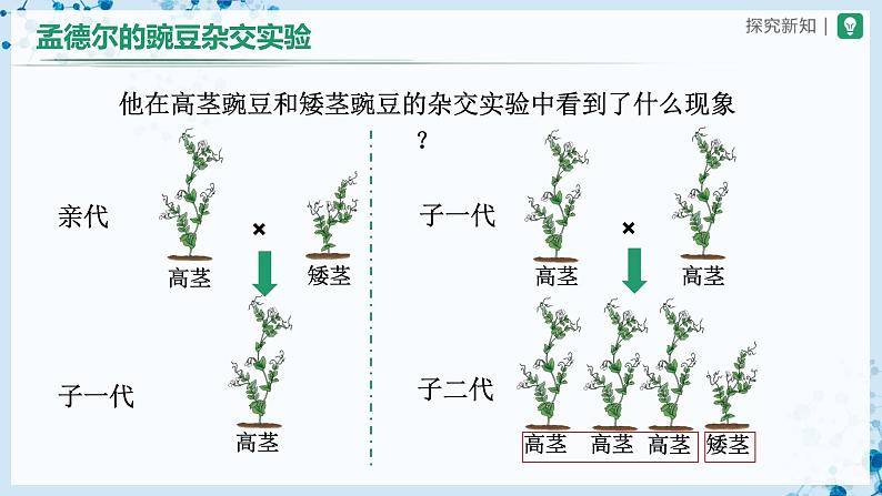 人教版八下生物  7.2.3 基因的显性和隐性（第1课时） 课件+教案+分层练习+导学案08