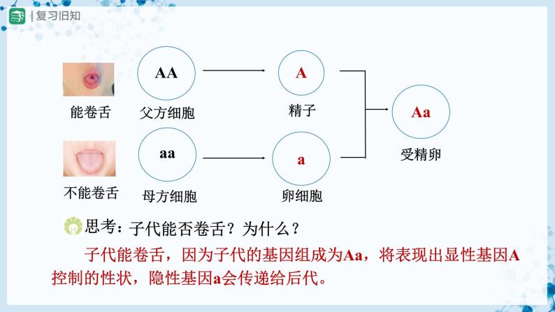 【人教版】八下生物  7.2.3 基因的显性和隐性（第2课时）（课件+教案+导学案+分层练习）03