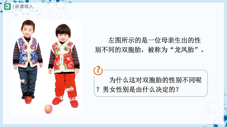 人教版八下生物  7.2.4 人的性别遗传 课件+教案+分层练习+导学案02