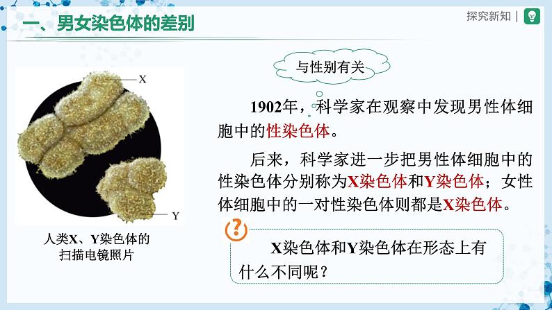 人教版八下生物  7.2.4 人的性别遗传 课件+教案+分层练习+导学案03