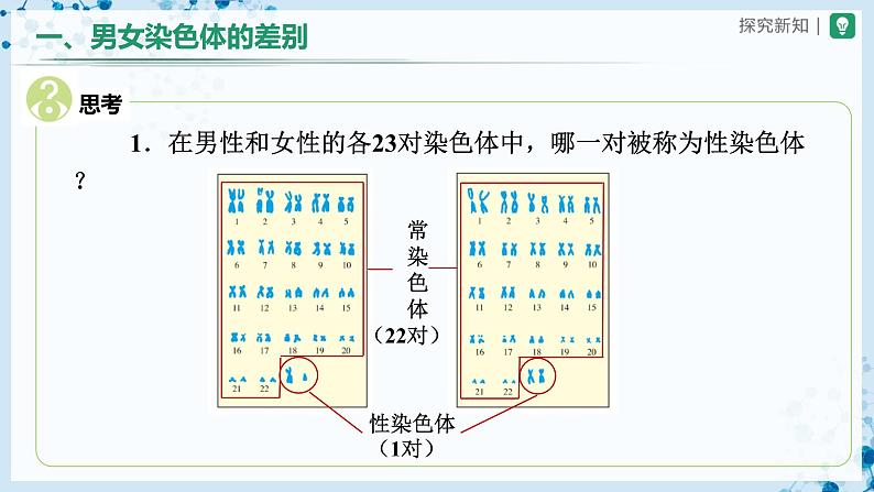 人教版八下生物  7.2.4 人的性别遗传 课件+教案+分层练习+导学案05