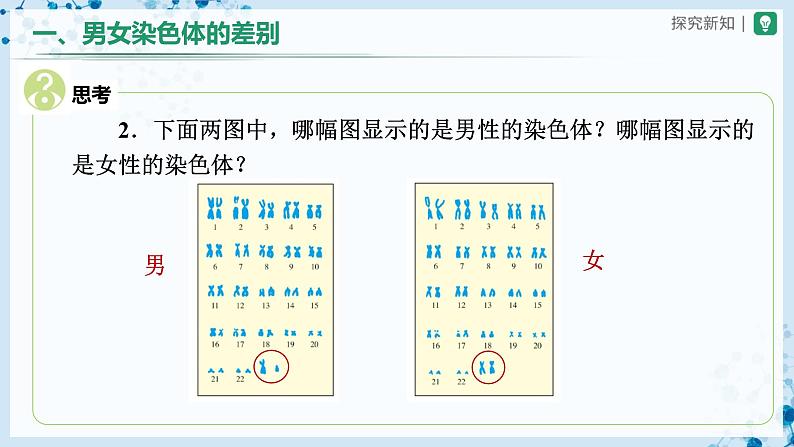 人教版八下生物  7.2.4 人的性别遗传 课件+教案+分层练习+导学案06