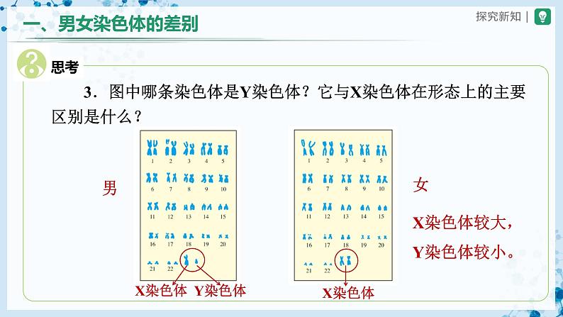 人教版八下生物  7.2.4 人的性别遗传 课件+教案+分层练习+导学案07
