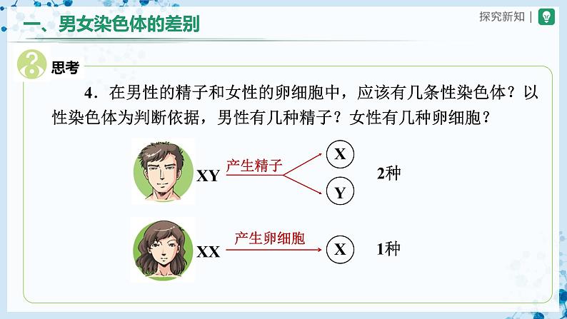 人教版八下生物  7.2.4 人的性别遗传 课件+教案+分层练习+导学案08