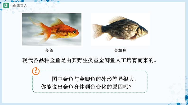 人教版八下生物  7.2.5 生物的变异 课件+教案+分层练习+导学案03