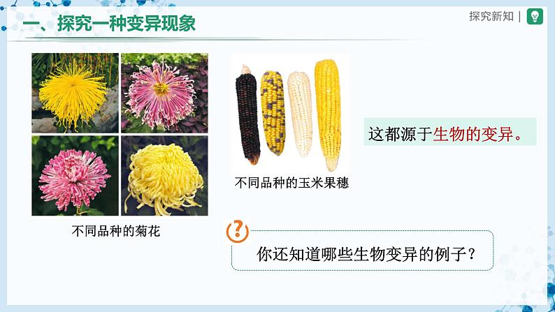 人教版八下生物  7.2.5 生物的变异 课件+教案+分层练习+导学案04