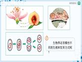 人教版八下生物  7.1.1 植物的生殖 课件+教案+分层练习+导学案