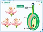 人教版八下生物  7.1.1 植物的生殖 课件+教案+分层练习+导学案