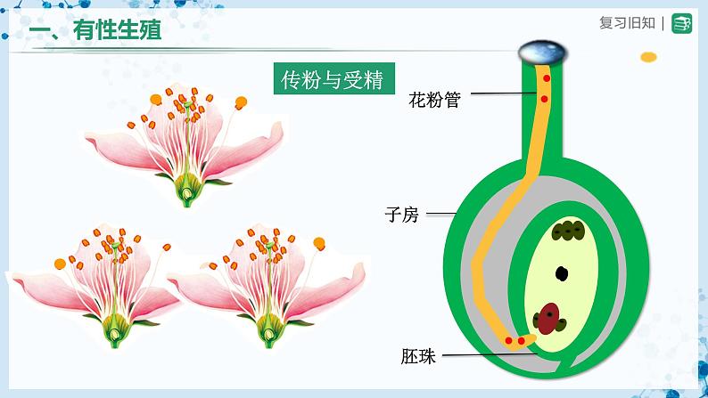 人教版八下生物  7.1.1 植物的生殖 课件+教案+分层练习+导学案05