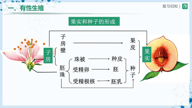 人教版八下生物  7.1.1 植物的生殖 课件+教案+分层练习+导学案06