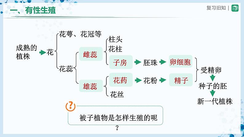 人教版八下生物  7.1.1 植物的生殖 课件+教案+分层练习+导学案07