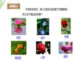 1.1 花的结构和类型 课件 2023-2024学年初中生物济南版八年级上册