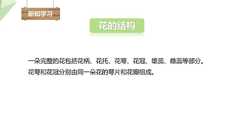 1.1 花的结构和类型 课件 2023-2024学年初中生物济南版八年级上册04