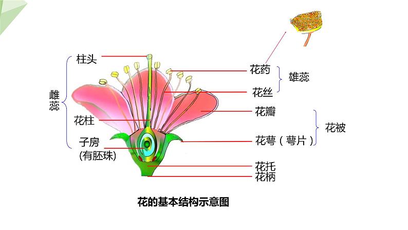 1.1 花的结构和类型 课件 2023-2024学年初中生物济南版八年级上册05