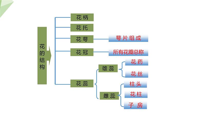 1.1 花的结构和类型 课件 2023-2024学年初中生物济南版八年级上册08