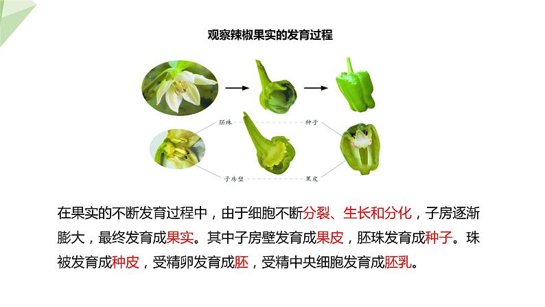 1.3 果实和种子的形成 课件 2023-2024学年初中生物济南版八年级上册05